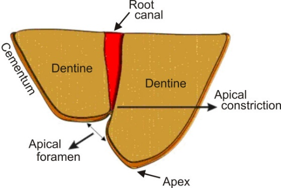 tooth-apex